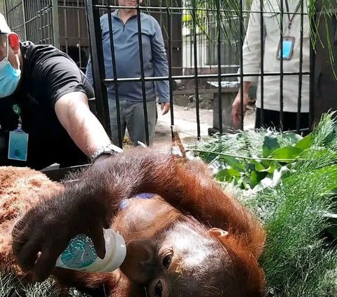 Kisah Pilu Logos, Orang Utan Kalimantan yang Diselundupkan ke Pulau Jawa