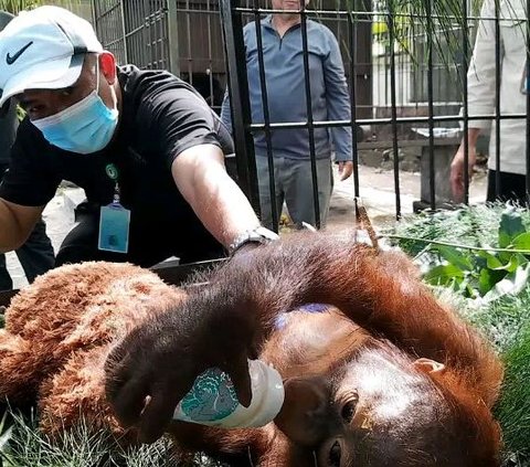 Kisah Pilu Logos, Orang Utan Kalimantan yang Diselundupkan ke Pulau Jawa