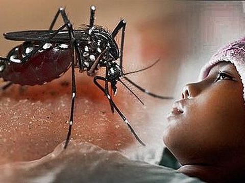Government Targets Decrease in Dengue Fever Cases and Zero Deaths by 2030