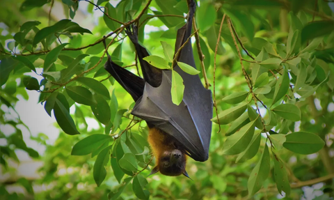 Heboh Virus Nipah, Kemenkes Petakan Wilayah Banyak Kelelawar