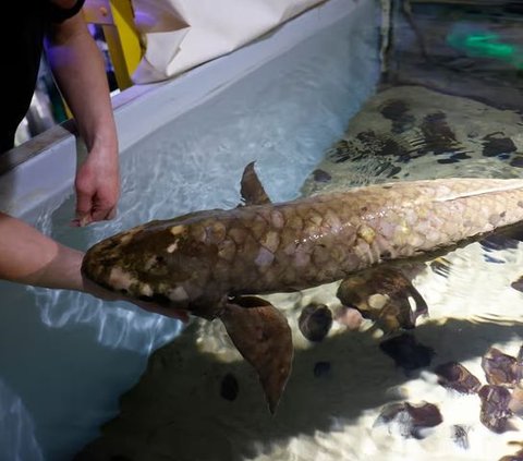 The Oldest Fish in the World Kept in an Aquarium, 101 Years Old