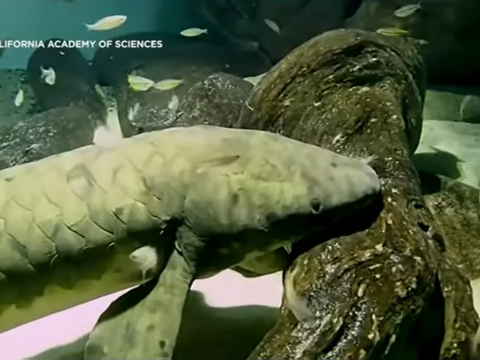 The Oldest Fish in the World Kept in an Aquarium, 101 Years Old