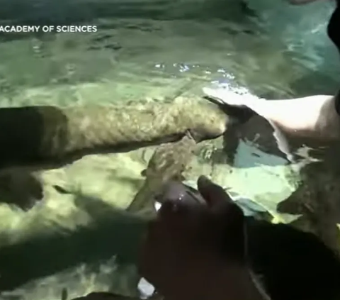 The Oldest Fish in the World Kept in an Aquarium, 101 Years Old