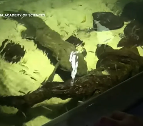 The Oldest Fish in the World Kept in an Aquarium, 101 Years Old