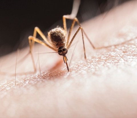 Your Body is Often Swarmed by Mosquitoes? This is the Reason