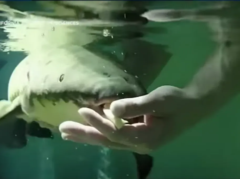 The Oldest Fish in the World Kept in an Aquarium, 101 Years Old