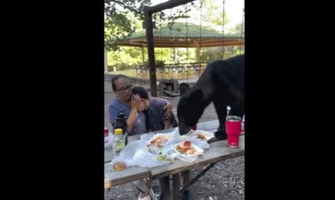 Video Viral Keluarga yang Ketakutan Diganggu Beruang Saat Piknik di Taman, Makananya Diacak-acak