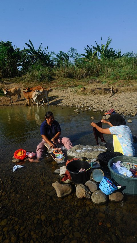 Warga terlihat berbagi dengan sapi saat memanfaatkan sisa-sisa air di Sungai Cihoe.