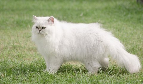 Kucing Persia adalah salah satu ras kucing paling populer di Indonesia. Mereka terkenal dengan bulu lebat dan wajah yang lucu.