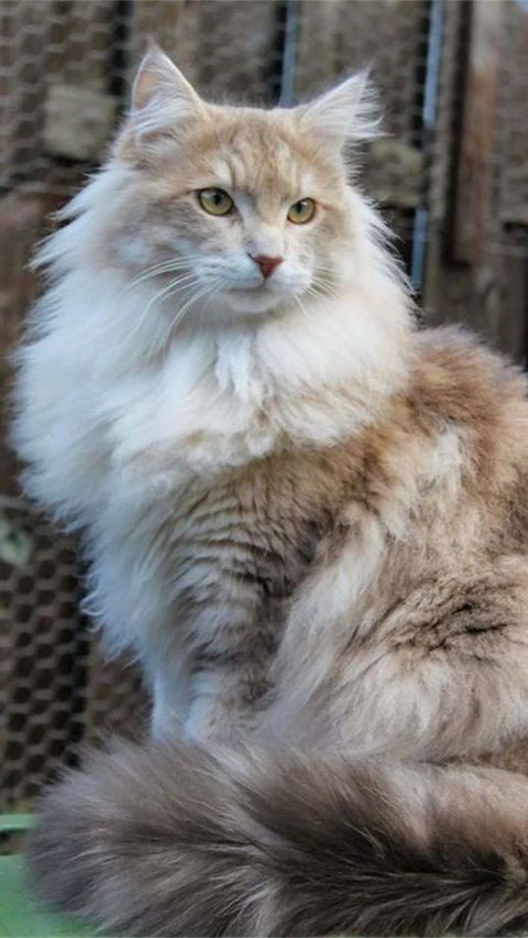 2. Anggora: Keanggunan Kucing Turkish Angora