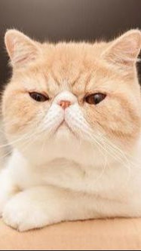 3. Exotic Shorthair: Kucing Berwajah Menggemaskan