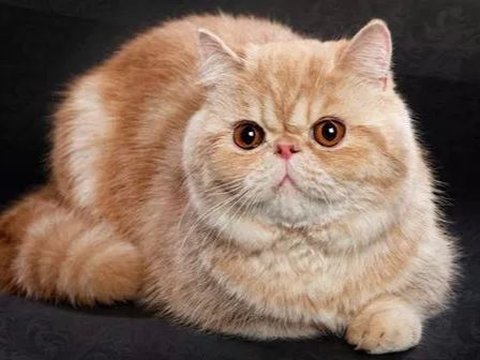 13 Ras Kucing Super Menggemaskan yang Siap Diadopsi, Mana Favoritmu?