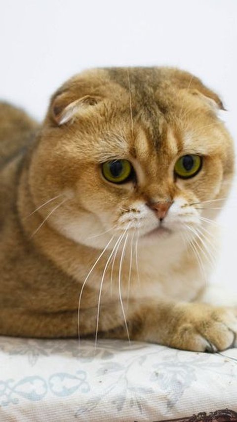 4. Scottish Fold: Kucing dengan Telinga Unik