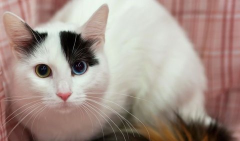 Turkish Van adalah ras yang sangat suka air. Mereka bahkan dijuluki sebagai 