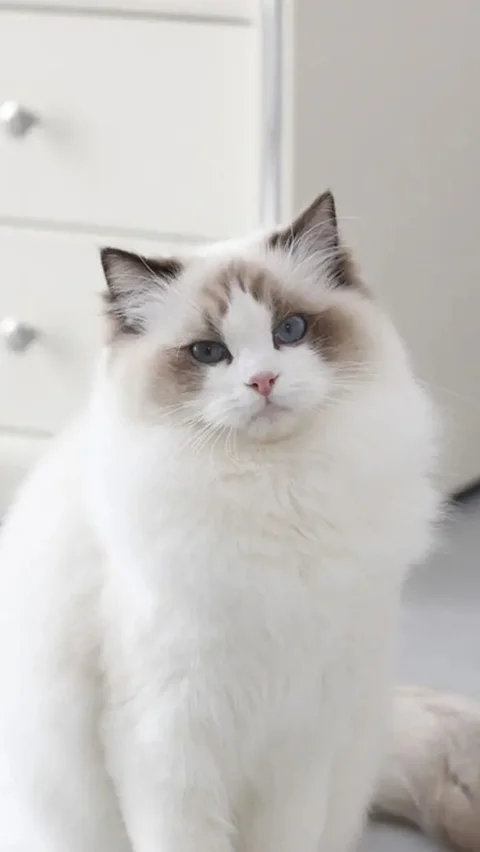 6. Ragdoll: Kucing Elegan yang Manja