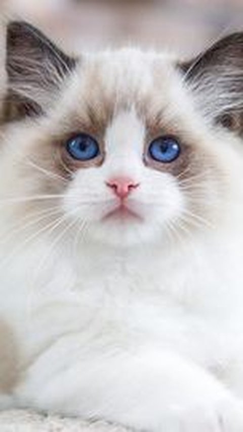 Ragdoll adalah ras kucing yang sangat santai dan suka dimanja.