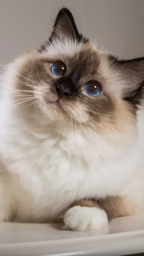 8. Birman: Kucing Menyenangkan dari Burma