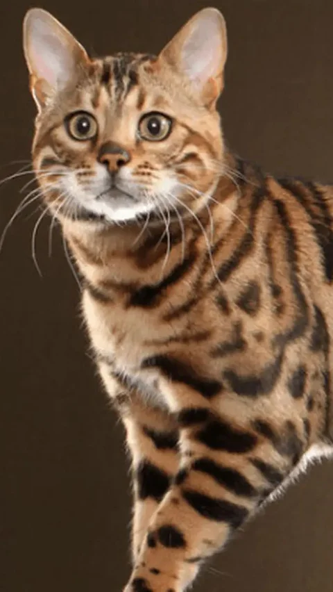 10. Bengal: Kucing Berkepribadian Hutan