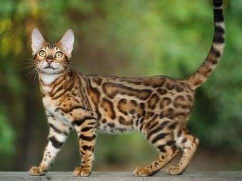 13 Ras Kucing Super Menggemaskan yang Siap Diadopsi, Mana Favoritmu?