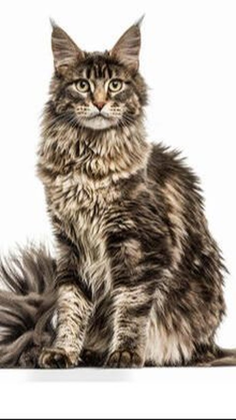 11. Maine Coon: Kucing Besar yang Ramah