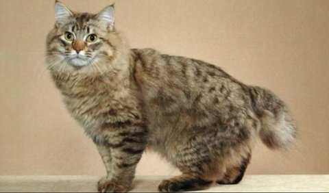 13. American Bobtail: Kucing Berkarakter Kuat