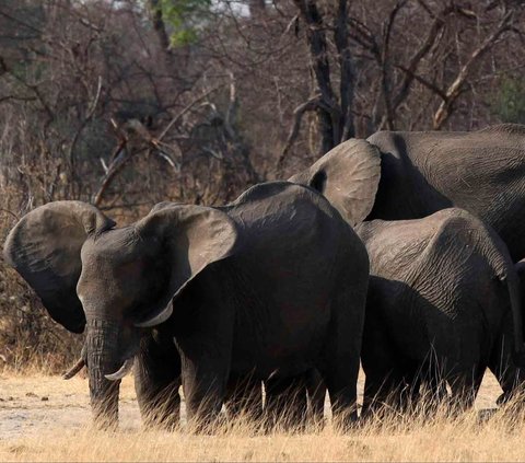 Dilansir dari laman sciencealert, Jumat (29/9), gajah yang berkeliaran di sabana Afrika memiliki cara untuk berhubungan dengan kerabatnya dengan memanggil 'nama' masing-masing.