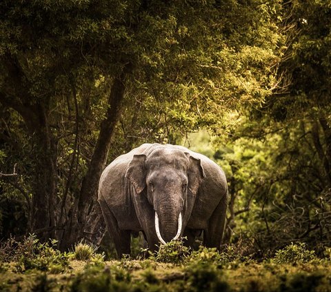 Menakjubkan! Gajah Diklaim Punya Nama Panggilan untuk Berkomunikasi Satu Sama Lain, Begini Kata Peneliti