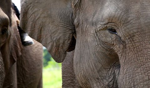 “Daripada terdiri dari satu panggilan yang berdiri sendiri, label vokal gajah mungkin tertanam dalam satu panggilan yang secara bersamaan menyampaikan beberapa pesan tambahan,” kata peneliti.