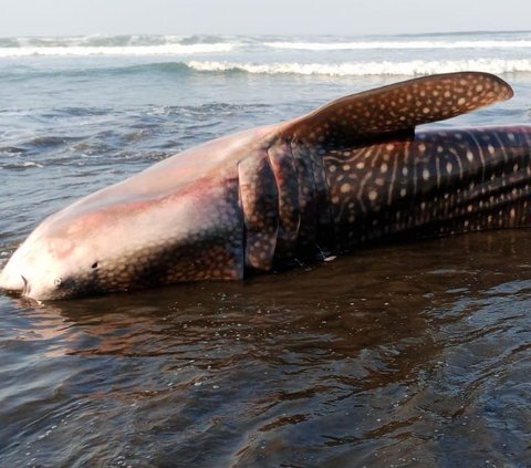 Hiu Paus Sepanjang 7 Meter Mati Terdampar di Pantai Pekutatan Bali