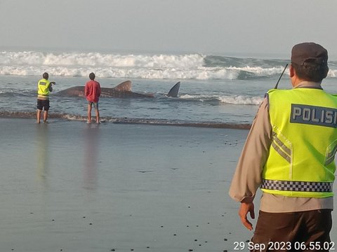 Hiu Paus Sepanjang 7 Meter Mati Terdampar di Pantai Pekutatan Bali