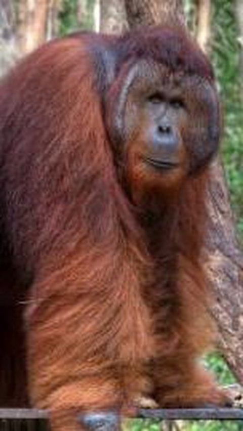 Viral Orangutan Masuk Area Tambang, BKSDA Sultra Pastikan Bukan di Konawe Utara<br>