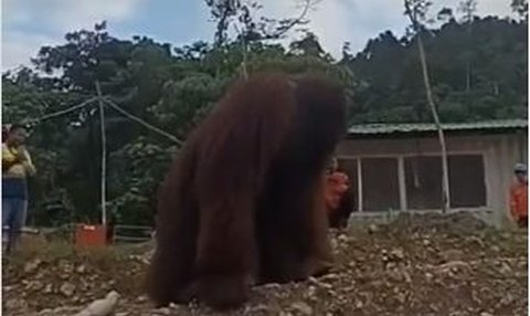 Viral Orangutan Masuk Area Tambang, BKSDA Sultra Pastikan Bukan di Konawe Utara