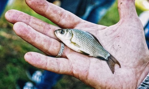 Serunya Tradisi Ngubyag saat Kemarau di Ciamis, Tangkap Ikan di Sungai Pakai Tangan Kosong untuk Eratkan Silaturahmi