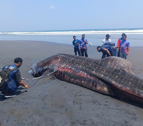 Hiu Paus Sepanjang 8 Meter Mati di Pantai Banjar Yeh Kuning Bali, Lambungnya Banyak Sampah Plastik