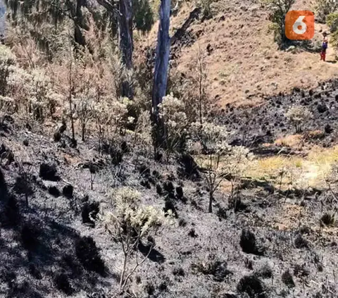 Kondisi Terbaru Gunung Arjuno Kebakaran, Hutan Ribuan Hektare Habis Dilahap Api