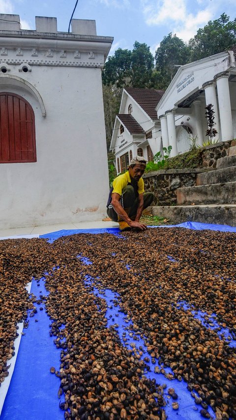 Kawasan Agrowisata Dilem Wilis memiliki luas 200 hektar dengan produksi kopi robusta tiap tahun sebanyak 250 kg.