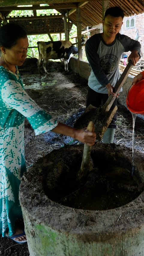 Sekitar ada 70 kepala keluarga di Desa Dompyong memanfaatkan kotoran sapi perah untuk dijadikan sebagai bahan bakar alternatif yakni biogas.