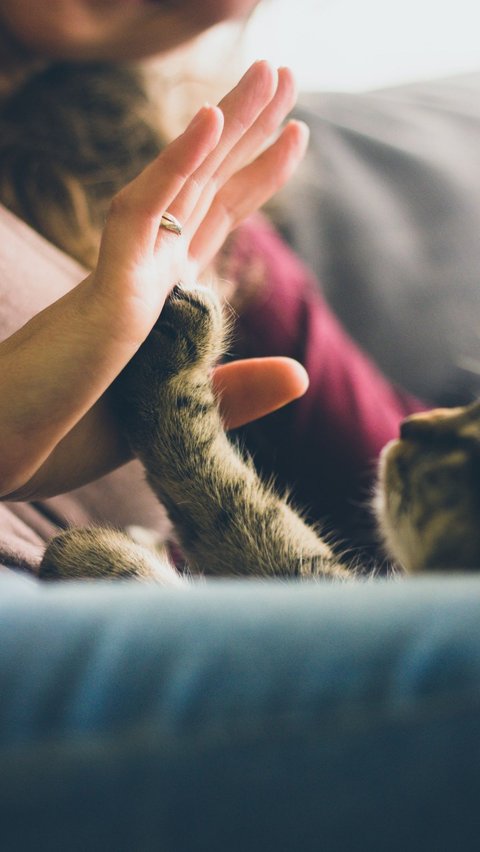 Apakah Kutu Kucing Bisa Menggigit Manusia?