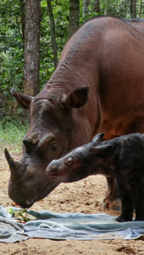 Kabar Gembira, Seekor Badak Sumatera Lahir di Taman Nasional Way Kambas