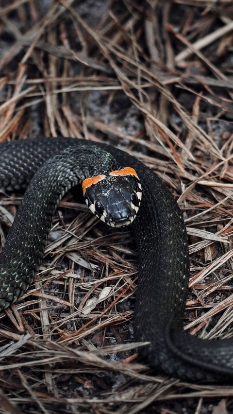 Arti Mimpi Ular Hitam, Bisa Jadi Pertanda Baik dan Buruk