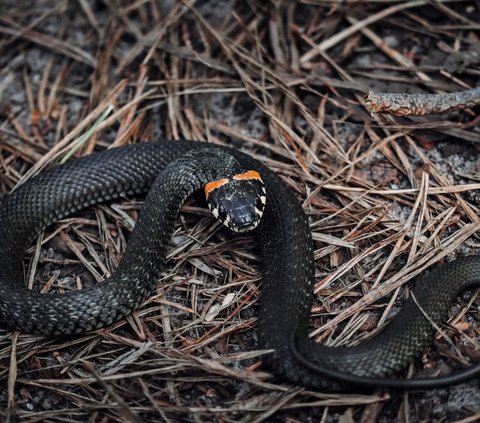 Arti Mimpi Ular Hitam, Bisa Jadi Pertanda Baik dan Buruk