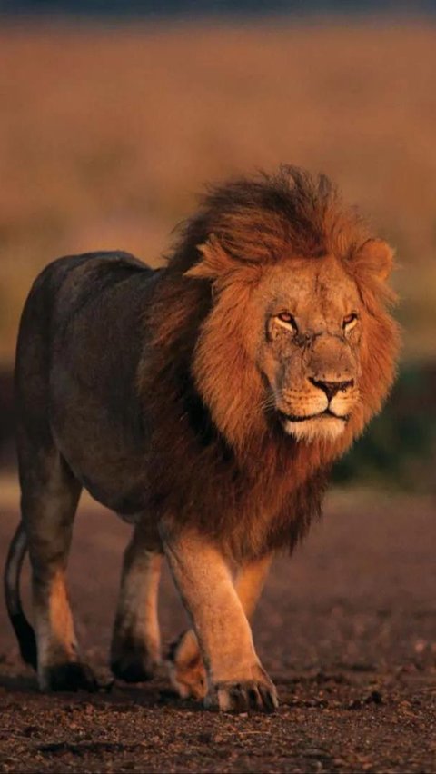Viral! Pria Ngaku Manusia Pilihan Tuhan Masuk Kandang Singa, Fakta di Baliknya Bikin Netizen Tercengang Sekaligus Geram