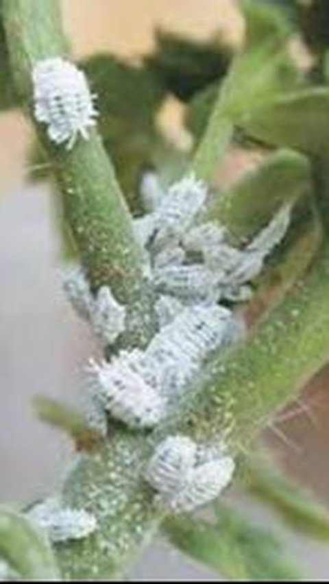 Mengungkap Rahasia Kumbang Cochineal dalam Produk Kecantikan dan Makanan