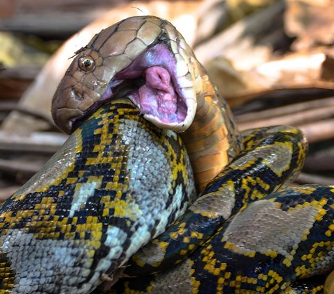 Equally Predator Pinnacle, Exhausting 7-Hour Battle Between King Cobra and Python Snake, Unexpected Ending