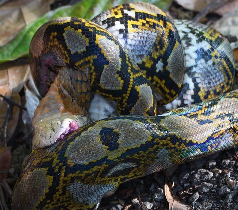 Equally Predator Pinnacle, Exhausting 7-Hour Battle Between King Cobra and Python Snake, Unexpected Ending