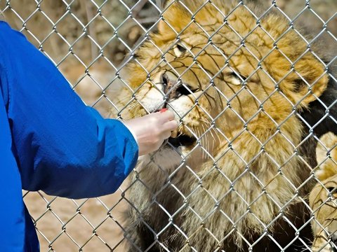 Wild Instincts Never Disappear, Lion Attacks Veteran Zookeeper in Japan While Feeding