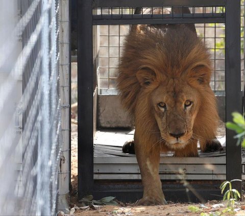 Wild Instincts Never Disappear, Lion Attacks Veteran Zookeeper in Japan While Feeding