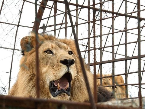 Wild Instincts Never Disappear, Lion Attacks Veteran Zookeeper in Japan While Feeding