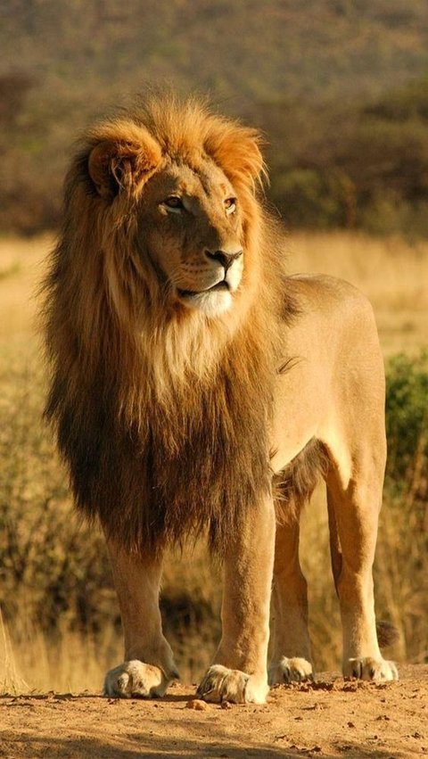 Wild Instinct Doesn't Disappear, Lion Attacks Zookeeper Veteran in Japan While Feeding