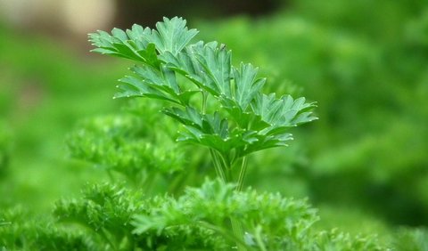 Daun Parsley